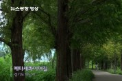 [뉴스광장 영상] 하남시 메타세콰이어길
